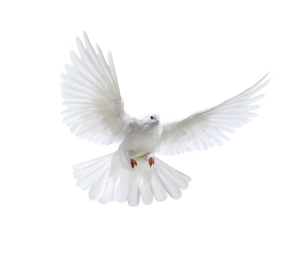 عکس png کبوتر