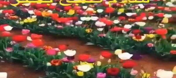 عکس وضعیت واتساپ صبح
