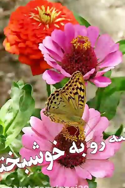 عکس وضعیت واتساپ صبح