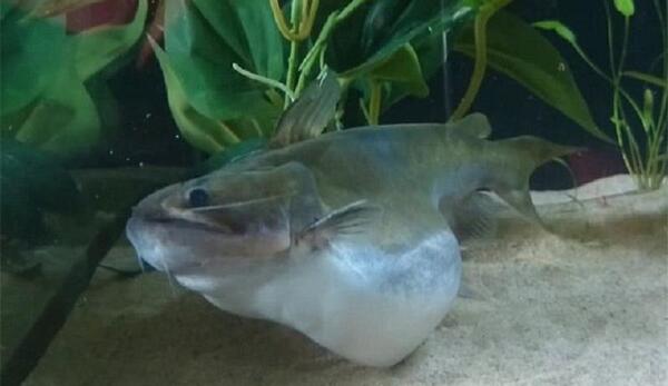 عکس گربه ماهی بزرگ