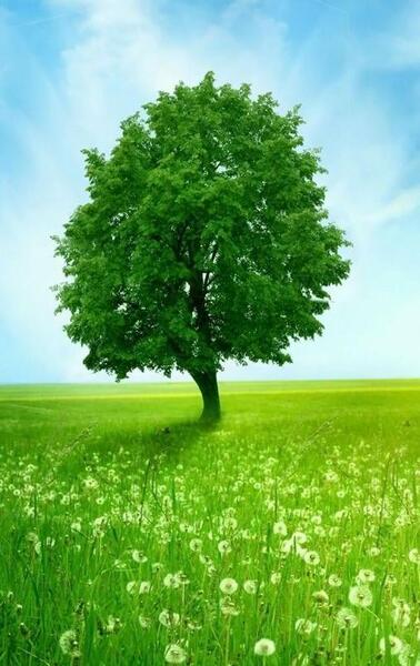 عکس پروفایل درخت تنها