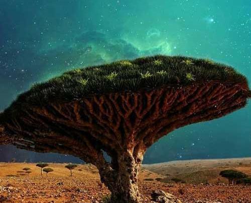 عکس پروفایل درخت تنها