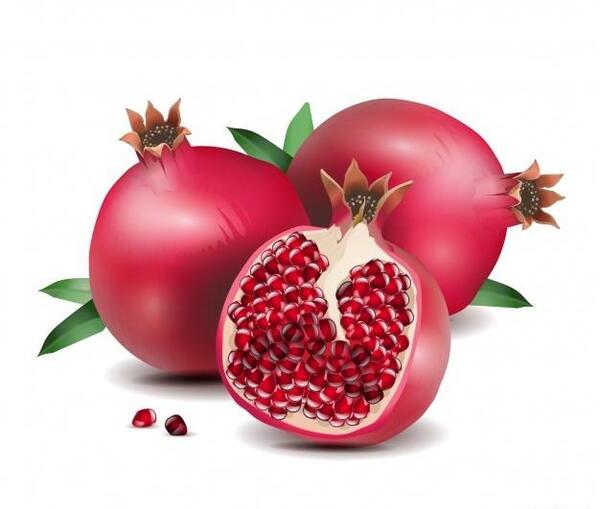 عکس دانلود وکتور انار