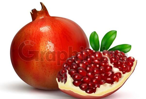 عکس دانلود وکتور انار