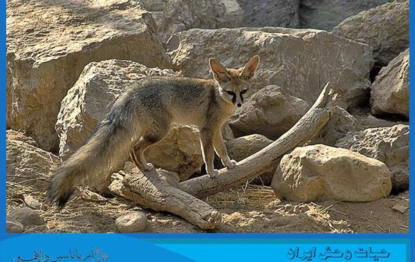 عکس روباه خاکستری