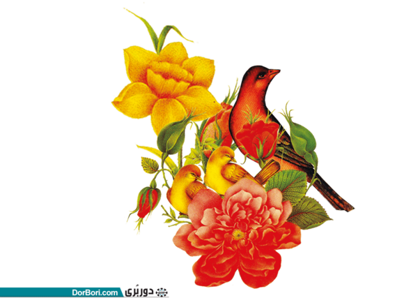 عکس وکتور گل و مرغ