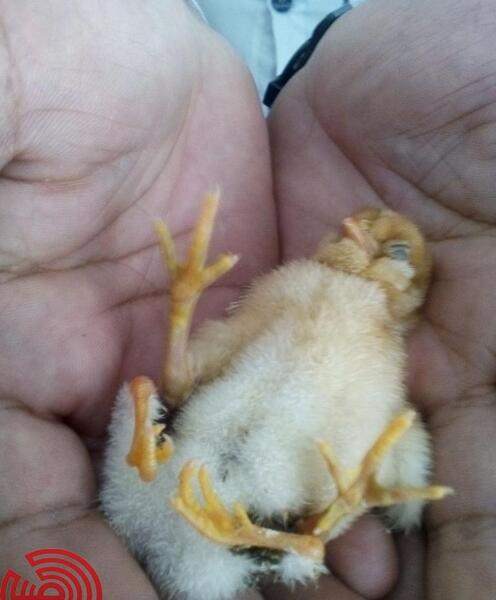 عکس خانه جوجه