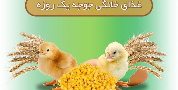 عکس خانه جوجه