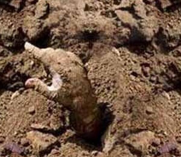 عکس زامبی در شهر