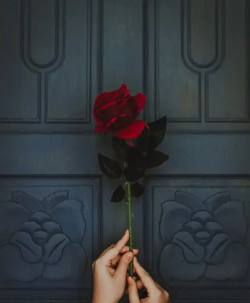 عکس گل رز با زمینه مشکی