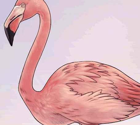عکس نقاشی فانتزی فلامینگو