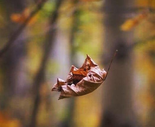 عکس و تصویر پاییز