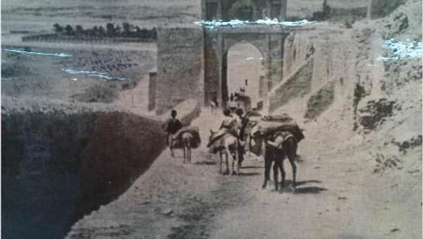 عکس طاووس قدیمی شیراز