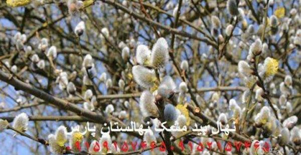 عکس درخت بیدمشک