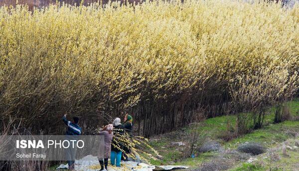 عکس درخت بیدمشک