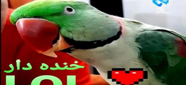 عکس طوطی درحال حرف زدن
