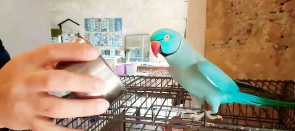 عکس طوطی درحال حرف زدن