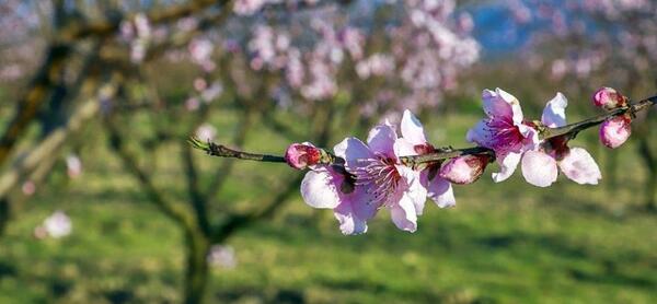 عکس طبیعت واقعی بهار