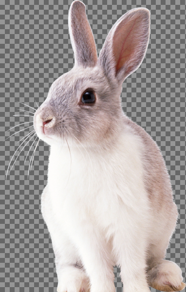 عکس خرگوش png