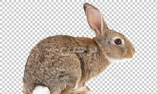 عکس خرگوش png