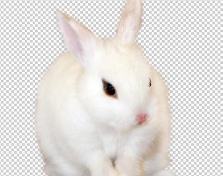 عکس خرگوش png