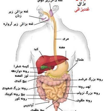 عکس جاهای زشت بدن