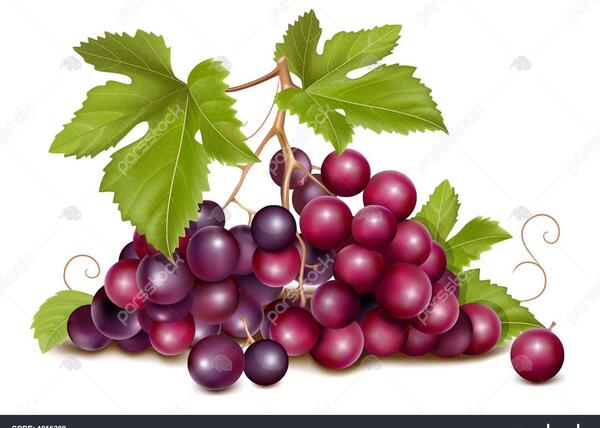 عکس وکتور انگور