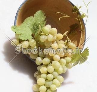 عکس وکتور انگور