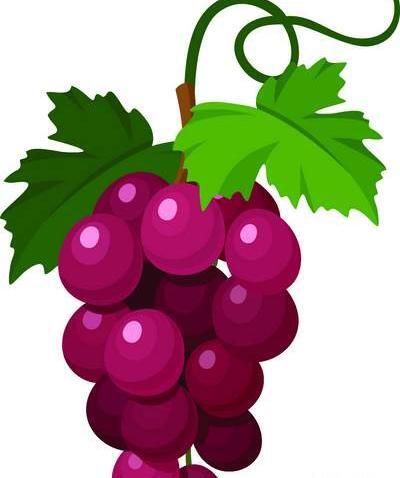 عکس وکتور انگور