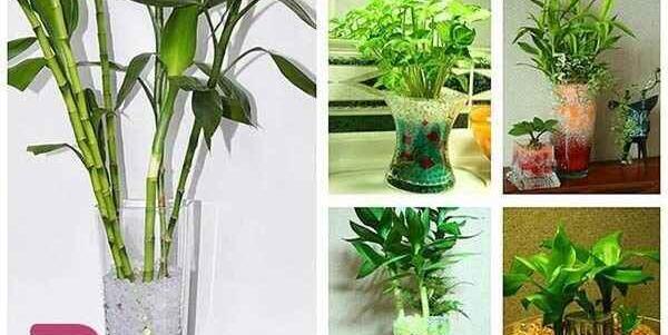 عکس سبزه در خاک ژله ای