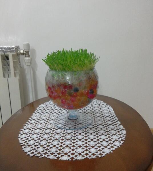 عکس سبزه در خاک ژله ای