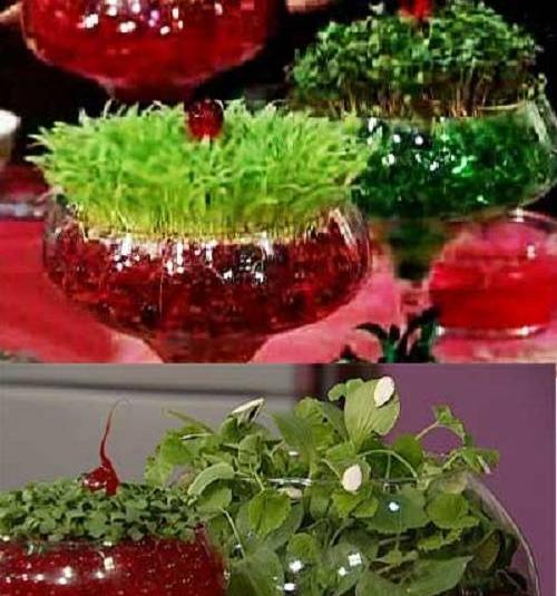 عکس سبزه در خاک ژله ای