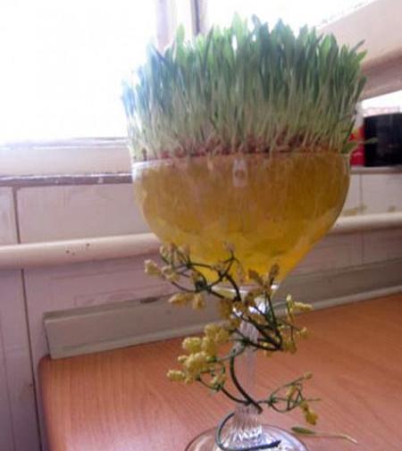عکس سبزه در خاک ژله ای