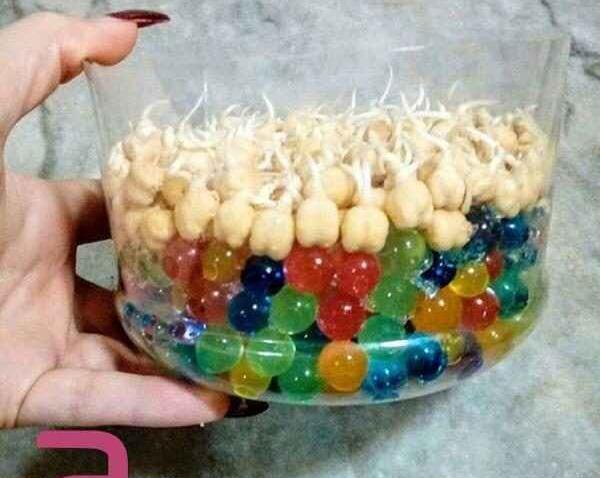 عکس سبزه در خاک ژله ای
