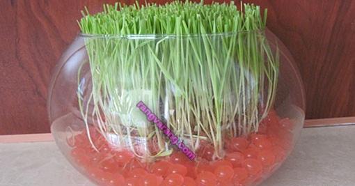 عکس سبزه در خاک ژله ای