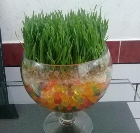 عکس سبزه در خاک ژله ای