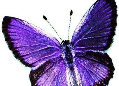 عکس وسایل بنفش