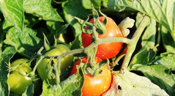 عکس کنه حنایی گوجه فرنگی