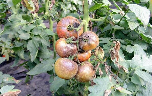 عکس کنه حنایی گوجه فرنگی