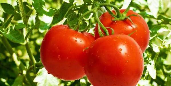 عکس کنه حنایی گوجه فرنگی