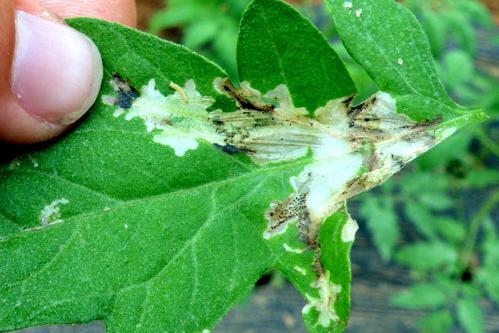 عکس کنه حنایی گوجه فرنگی