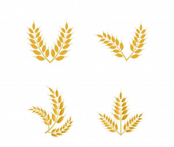 عکس دانلود وکتور گندم