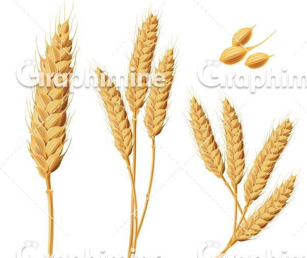 عکس دانلود وکتور گندم