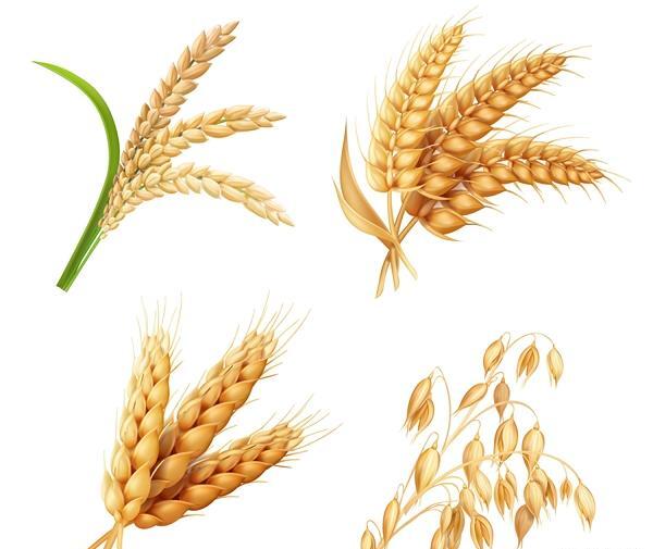 عکس دانلود وکتور گندم