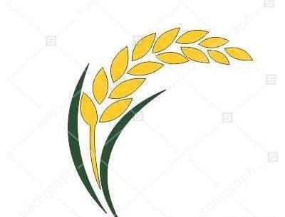 عکس دانلود وکتور گندم