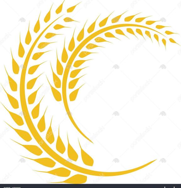 عکس دانلود وکتور گندم