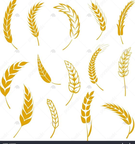 عکس دانلود وکتور گندم