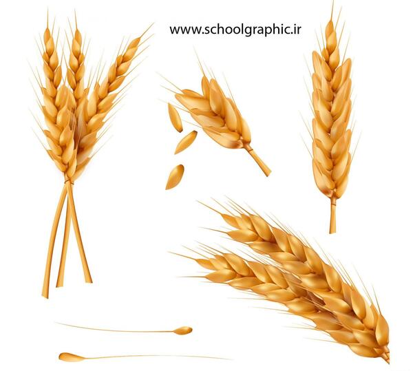 عکس دانلود وکتور گندم
