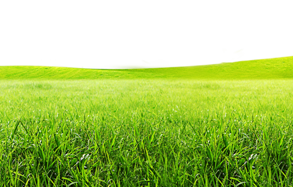 عکس لایه باز چمن