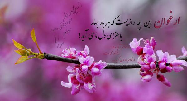 عکس نوشته ارغوان این چه رازیست